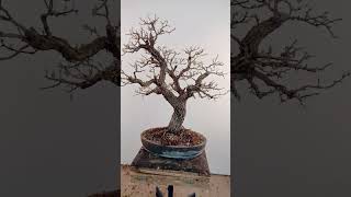 Hawthorn bonsai tree bonsai hawthornbonsai [upl. by Lederer]