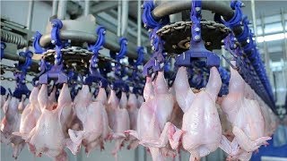 Modern Ultra Chicken Meat Processing Factory Amazing Food Processing Machines [upl. by Revilo]