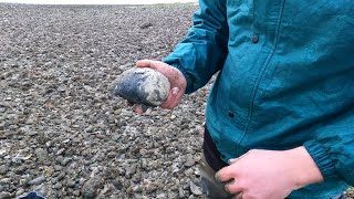 Hunting For Clams on the Oregon Coast lots of clams clamming howtoclam outdoors [upl. by Kylen]