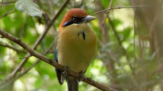 Turquoisebrowed Motmot pictures sound  call and voice🔊 volcanoofbeauty5481 [upl. by Jobi]