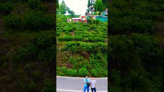 best time to visit Darjeeling shortvideo youtubeshorts darjeelingtouristplaces vlogbytonatuni [upl. by Tonie717]