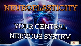 NeuroPlastic Nugget 2 Your Central Nervous System Runs Everything [upl. by Anatola]