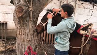 Como ensillar un caballo [upl. by Imugem]