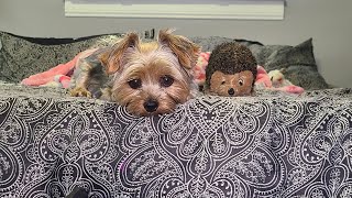 Rylie amp Hermie 🥰goodmorning yorkies cute soccer Rylie [upl. by Nannie543]