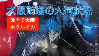 【中央市場】「富山湾から春の逸品！ホタルイカが泳ぎで入荷」Spring Delicacy Fresh Firefly Squid Arrives Swimming [upl. by Buffum]