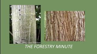 How to identify trees by their bark  The Forestry Minute [upl. by Leboff]