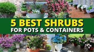 Top 5 Best Shrubs for Pots and Containers 🪴  Garden Trends 🍃 [upl. by Barmen]