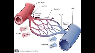 Blood Vessels Part 1Anatomy [upl. by Runstadler917]