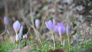 Colchicum autumnale [upl. by Tamberg]