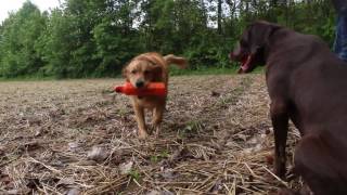 Labrador Retriever puppy training honoring another dogs retrieve and steadiness honor [upl. by Ahsekad]