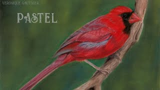 Drawing a cardinal in pastel and coloured pencils [upl. by Macey589]