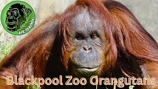 Orangutans At Blackpool Zoo  Enjoying The Great Outdoors [upl. by Radbun]