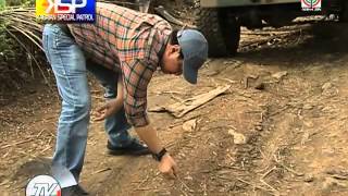 Slug caterpillars destroying coconut trees in Zamboanga [upl. by Huntington]