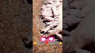 Live Pig Delivery  सूअर के बच्चे का जन्म shortvideo viralshorts [upl. by Annhej934]