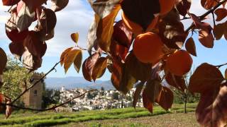 El caqui planta del mes de Noviembre en la Alhambra [upl. by Claribel]