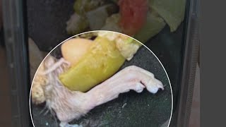 Man claims he found rats foot in bowl of Olive Garden minestrone [upl. by Shamrao687]