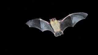 Myotis Brandtii Mystacinus 1920 x 1080 [upl. by Henigman]