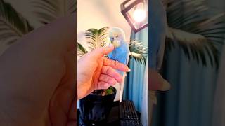 Попугай заговорил 🦜🥳  попугай волнистый говорит popinjay Budgie [upl. by Sloan]