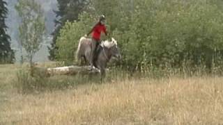 Icelandic horse  Hrimfaxi  jumping bridleless [upl. by Baggett7]