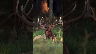 Elk Bugle Sound wapiti rut cervuscanadensis [upl. by Clements]