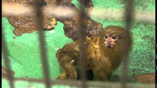 ピグミーマーモセット Pygmy Marmoset [upl. by Warner]