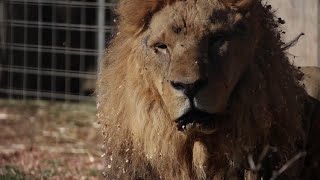 Escaped Lion Roamed Streets for 7 Hours Before Being Caught [upl. by Meldon]