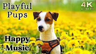 Cute 4K Dogs and Puppy Mood Booster TV Background Happy Ambient Music Ambience  Upbeat [upl. by Moll]