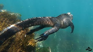 Galapagos Marine Iguana  Underwater with AdventureSmith [upl. by Ahsirtak69]