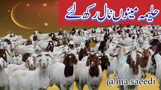 حلیمہ مینوں نال رکھ لے۔۔۔halema maino nal rakh layMasaeedi [upl. by Maris]