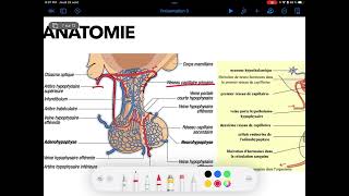 UE4 Physiologie Endocrinienne 2  LAxe Hypothalamo Hypophysaire Par TAGZOUT MAISSENE [upl. by Petit189]