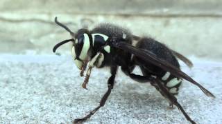 Baldfaced Hornet Vespidae Dolichovespula maculata Queen Closeup [upl. by Anerat]