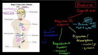 Introduction to the Endocrine System [upl. by Janot635]