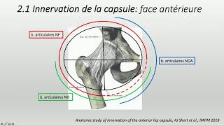 Anatomie et innervation de la hanche [upl. by Gweneth369]