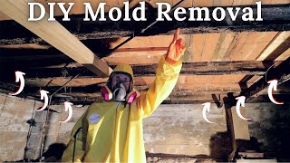 DIY Mold Remediation  Homestead Farmhouse Renovation Ep 2 [upl. by Annasiul]