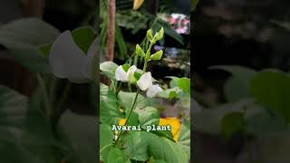 Avarai Plant  Home Garden  Like  Subscribe  Share [upl. by Tonl]