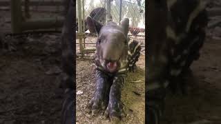 Tapir  cute tapir eating something [upl. by Trebuh]