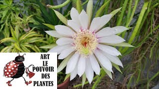 Tuto jardinage Selenicereus grandiflorus bouture cactus plante verte [upl. by Ieso212]