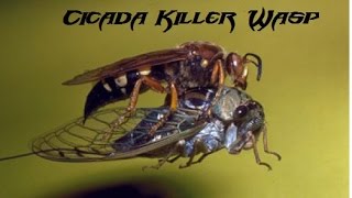 Cicada Killer Wasp [upl. by Okomom]