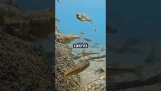 Facts about electric fish 😧shorts facts top10factsthatblowyourmind [upl. by Goat]