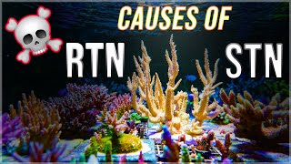 Why Acropora coral die in the reef tank  RTN STN [upl. by Yrrap941]