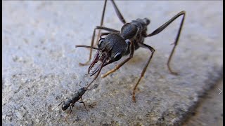 Bull ant vs bully ant [upl. by Adelheid274]