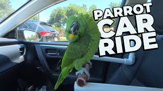 Charilie Murphy the Parrot goes for another car ride [upl. by Eeluj]