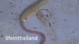 Baby snake head fish eating an earth worm [upl. by Summers]