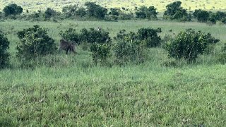 Hyena scared of a big baboon [upl. by Heinrich523]