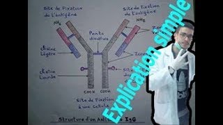 Structure des anticorps Structure dune immunoglobuline [upl. by Notsirhc]