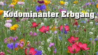 Kodominanter Erbgang schnell erklärt [upl. by Ellatsyrc]