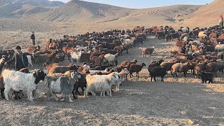 BİT KENE İÇİN SÜRÜYÜ İLAÇLAMAYA İLÇEYE GÖTÜRDÜK [upl. by Rebliw]