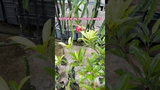 Terrace gardening 👩‍🌾  harvesting dragon fruits shorts viralvideo trending [upl. by Carrol]