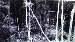 Bluff Creek Film Site Project Introduction Part 2 9152010 PGF PATTERSONGIMLIN BIGFOOT [upl. by Alracal]