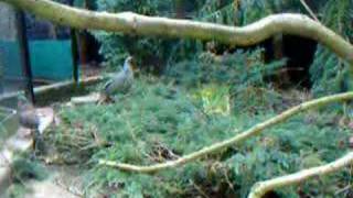 Bloadpheasant breeding pair in spring 2007 [upl. by Clayton]